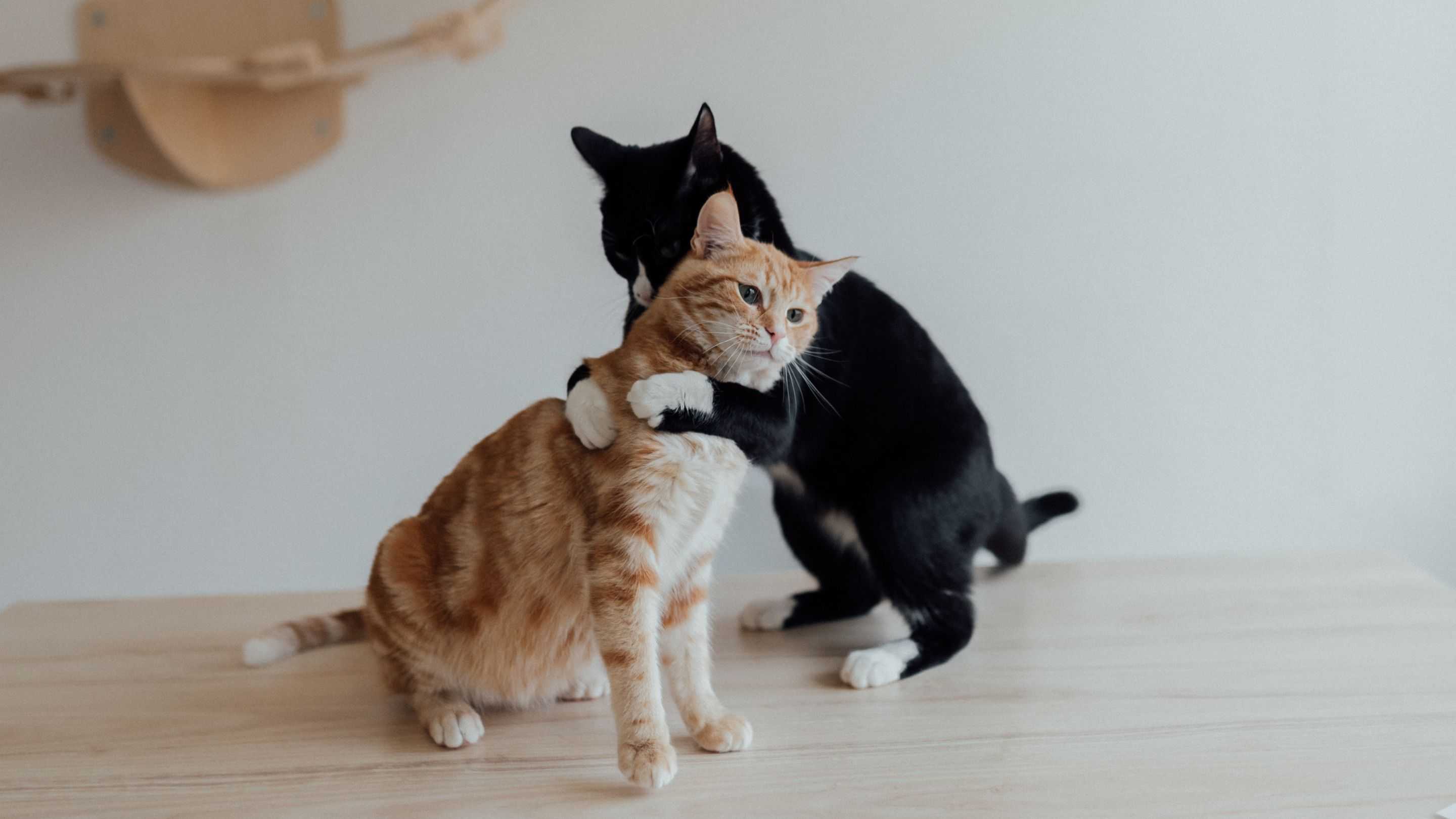 Hari Memeluk Kucing Peliharaan Sedunia Diperingati 30 Mei, Ini Makna di Baliknya